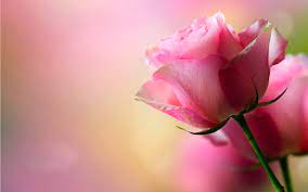 beautiful pink rose hd wallpaper 012