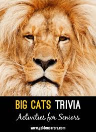 Does it seem like your cat is ignoring you? Big Cats Of The World Trivia