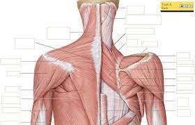 Do you know how your eyes work? Your Back Neck Muscles What They Look Like Bizlinks