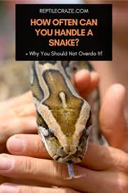 how often should you handle a snake