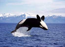 Orque (Orcinus orca) - Monde Animal