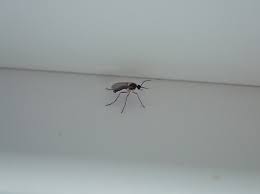 Watch For Fungus Gnats In The House And