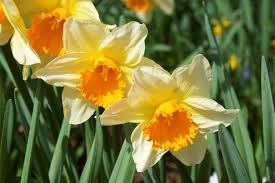 The Top 20 Spring Flowering Bulbs