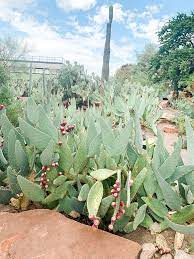 ethel m botanical cactus garden must