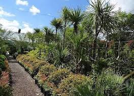Plants For New Zealand Themed Gardens