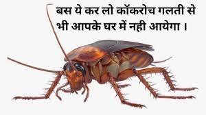 roach bhagane ka tarika in hindi