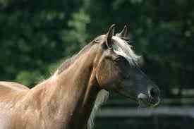 Breed Info Torils Rocky Mountain Horses