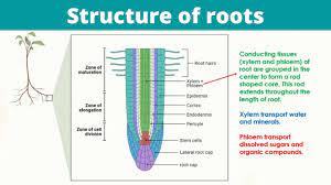 structure of roots you
