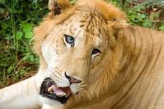 Ist Ein Löwe Stärker Als Ein Tiger? - TiereWiki