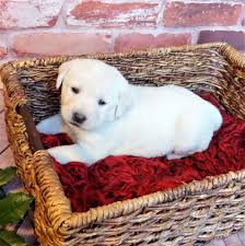 Welcome to our puppies for sale in pa page! White Lab Puppies For Sale In Pa News At Puppies Api Ufc Com