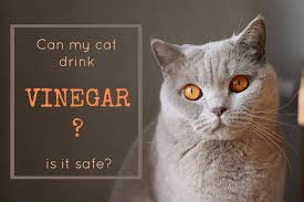 can cats drink vinegar is it safe or