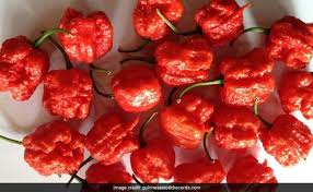 Worlds Hottest Chilli Pepper Carolina Reaper May Have An