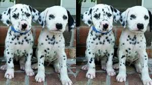 Having exceptional temperaments and an excellent health history, our dalmatian puppies will surely satisfy your need for a healthy furry companion. Dalmatian Puppies For Sale Sale Dubai Khalifa