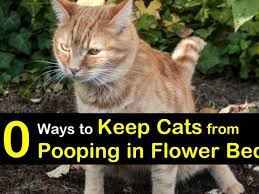 keep cats from ing in flower beds
