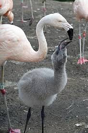 Flamingo Wikipedia