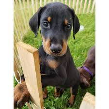 I will have some beautiful puppies the 3 rd of september. 3 Male And 3 Female Beautiful Doberman Puppies In Marysville California Puppies For Sale Near Me