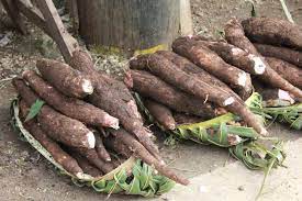 Long ago, polynesian voyagers traded various goods it was from here that the sweet potato was introduced to the islands, and is also where the original. Tongan Potato Last Week To Place Your Pre Ordered Tongan Youth Trust To Utupu Tonga Trust Facebook A Lot Of Land Tongan Foods Are Made Up Of Different Root Crops