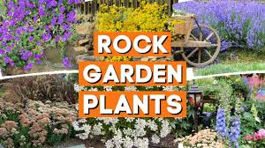 rock garden plants for sun or shade