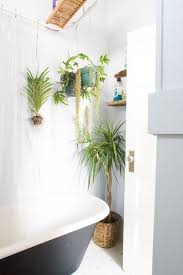 Best Plants That Suit Your Bathroom