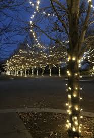 Wrap Trees With Mini Lights For
