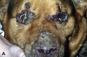 canine eyelid disease