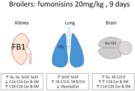 fumonisin toxicity in kidney