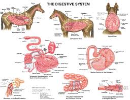Equine Digestive Anatomy Chart Horse