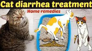 cat diarrhea treatment and home