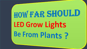 How Far Should Led Grow Lights Be From Plants