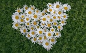 Image result for daisies