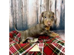 dachshund puppy chocolate id 17035