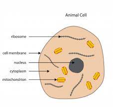 Cytoplasm, ribosomes, rough endoplasmic reticulum; Your 5 A Day Do You Know Your Plant Cell From Your Animal Cell