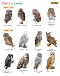 owls in iowa