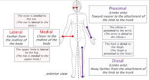 Studying the structure of a human body without visual aid is quite complicated. Anatomical Terminology Anatomy 622 Coursebook