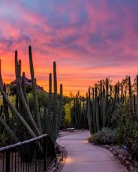 Desert Botanical Garden of Phoenix