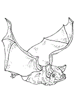 Coloring pages are fun for children of all ages and are a great educational tool that helps children develop fine motor skills, creativity and color recognition! Bat Coloring Pages And Printable Activities