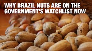 Brazil nut tree's bark is smooth and how brazil nut trees grow? Why Brazil Nuts Are On The Government S Watchlist Now Times Of India