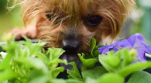 help my dog just ate petunias are