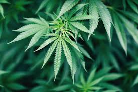What Is the Difference Between Hemp and Marijuana? | Britannica