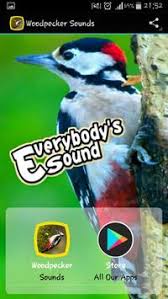 Woody woodpecker laughing sound fx, woody woodpecker laughing sound effect, woody woodpecker sounds, woody woodpecker audio, woody woodpecker sound effects. Woodpecker Sounds For Android Apk Download