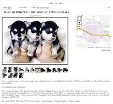Check spelling or type a new query. Siberian Husky Craigslist Off 71 Www Usushimd Com