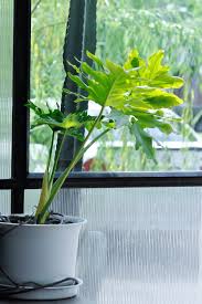 philodendron selloum care growing guide