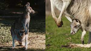 how do kangaroos carry their es