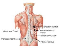 The following diagram shows all the major back muscles. 4 Stages Of Core Training For Lower Back Pain Forever Fit Science