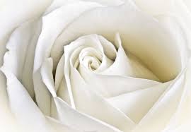 Znalezione obrazy dla zapytania białe róże