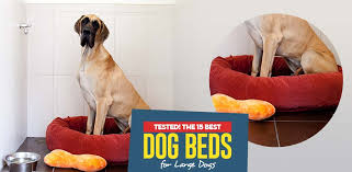 Top 15 Best Dog Beds For Large Dogs