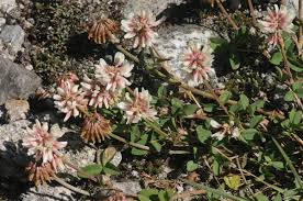 Trifolium pallescens - Wikimedia Commons