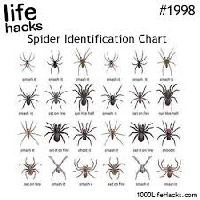 Right Arachnid Identification Chart 2019