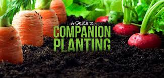 How To Companion Plant With These 10