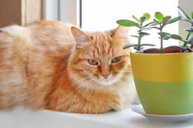 Cat Safe Succulents Why You Should